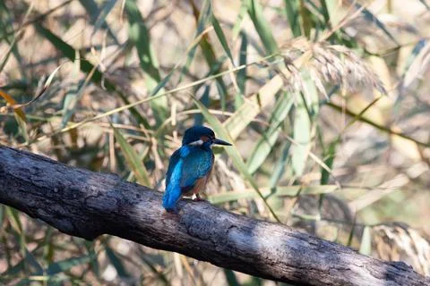 Nightingale Stock Photos