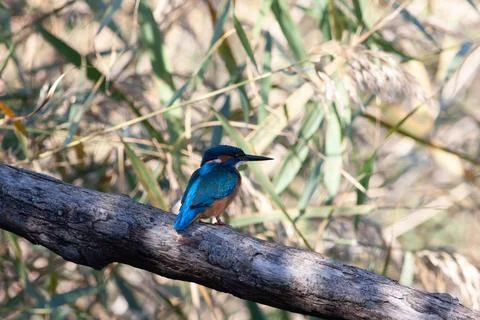 Nightingale Stock Photos