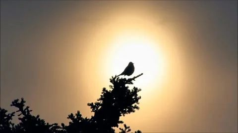 A nightingale singing at dawn. Stock Footage 279230273