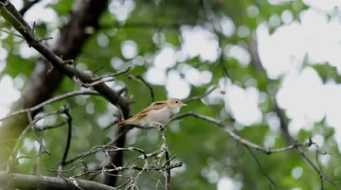 Nightingale singing Stock Footage 23532214