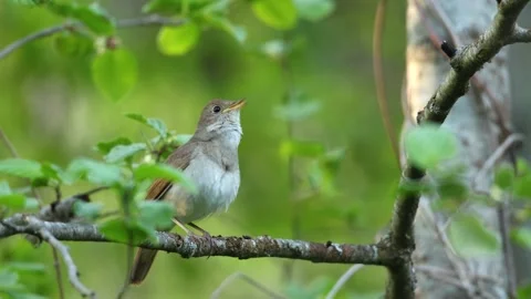 Nightingale singing on spring evening Stock Footage 247137587