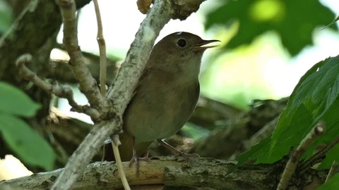 Nightingale sings 1 Video stock 103195597