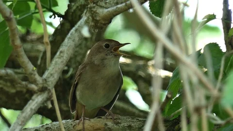Nightingale sings 2 Stockbeeldmateriaal 103195822