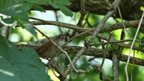 Nightingale sings 3 Video stock 103195888