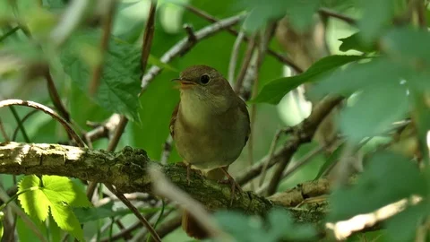 Nightingale sings 4 Video stock 103195952