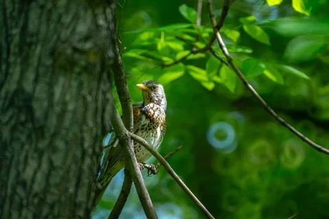 Nightingale is sitting on a branch against the background of green foliage Stock Photos