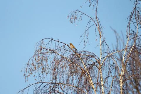 Nightingale on a tree branch Foto stock