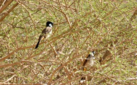 The nightingale on the tree branches Stock Photos