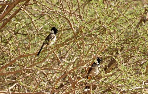 The nightingale on the tree branches Stock Photos