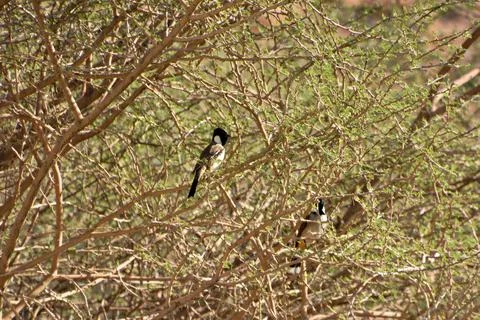 The nightingale on the tree branches Stock Photos
