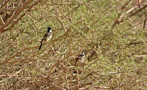 The nightingale on the tree branches Stock-Fotos