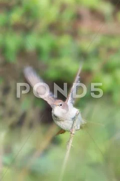 Nightingale with wings moving Stock Photos