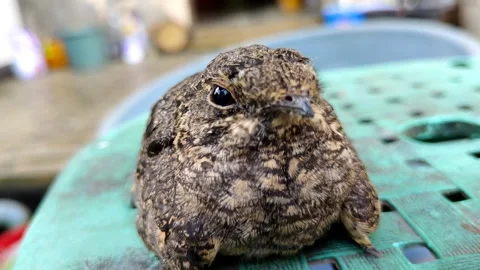 A Nightjar Bird on a Green Surface Stock Footage 305369265