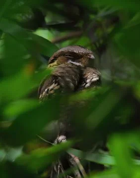 Nightjar bird Stock Photos