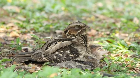 Nightjar &amp; Chicks Stock Footage 44269360