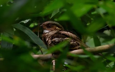 Nightjar Stock Photos