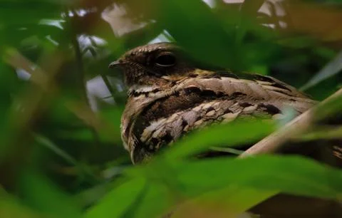 Nightjar Stock Photos