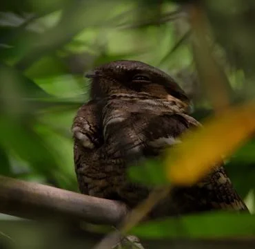 Nightjar Stock Photos