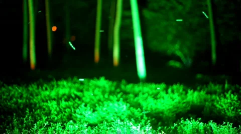Nightlife Stock Footage 499806