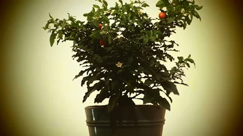 Nightshade in a pot, with the effect of the pinhole Vídeo Stock 36148185