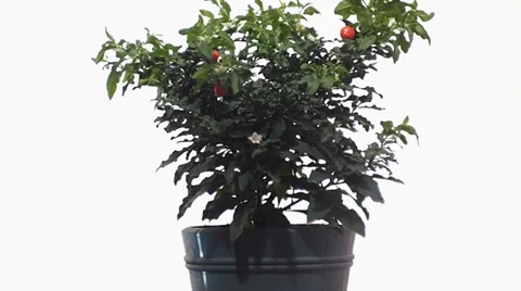 Nightshade in a pot, on a white background Vídeo Stock 36148173