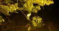 Nightshot Indian Pond Heron sitting on tree branches above waving water 4k or 4k+ Resolution