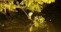 Nightshot Indian Pond Heron sitting on tree branches above waving water 4k or 4k+ Resolution
