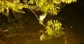 Nightshot Indian Pond Heron sitting on tree branches above waving water 4k or 4k+ Resolution