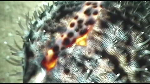 Nighttigercawry Stock Footage 80544708