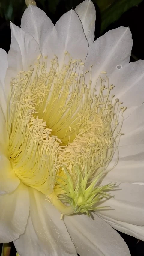 Nighttime Bloom of Dragon Fruit Cactus Flower in Natural Garden Video stock 311484551