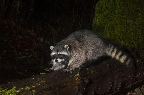 Nighttime Foraging Stock Photos