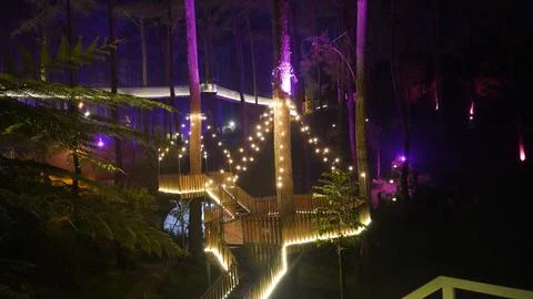 Nighttime Forest Illumination Elevated Walkway Experience Stock Photos