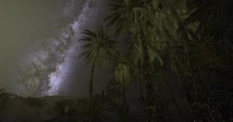 Nighttime landscape with palm trees under a starry sky in a tranquil setting イラスト素材