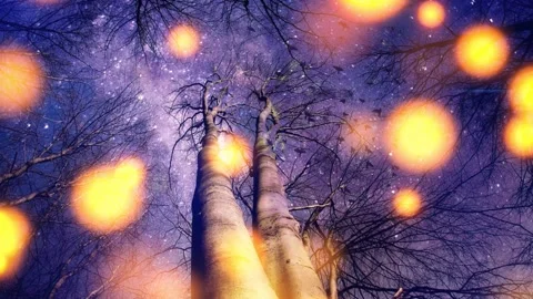 Nighttime magical forest  background Stock Footage 206800411