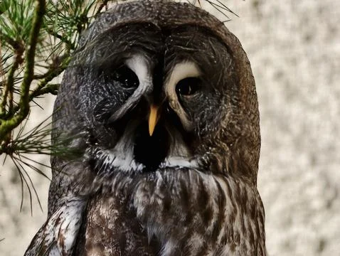 Nighttime owl vocalization with striking patterns. Closeup of powerful owl .. Stock Photos