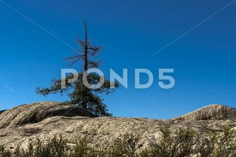 Nighttime Pine Tree Stock Photos