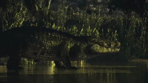 Nighttime scene of crocodile with reflective scales and quiet tension Stock Footage 341826025