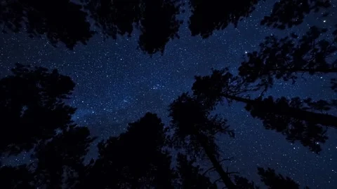Nighttime scene in a forest. The viewer's perspective is from the ground. Stock Footage 297845834