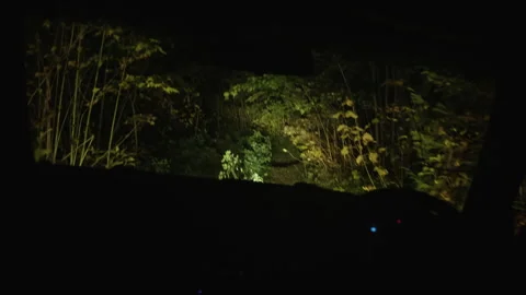 Nighttime View of a Dark Forest Stock Footage 266808236