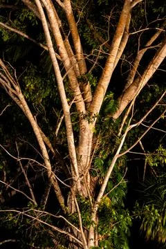Nighttime View of a Grand Tree from Below. A Calm Night in the Heart of Natur Stock Photos