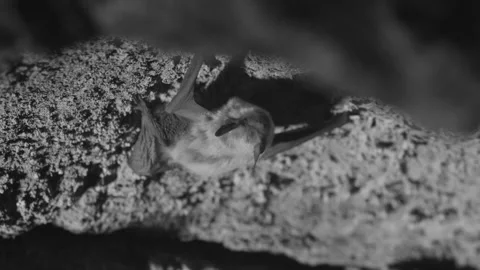 Nightvision of Bat Crawling in Cave Stock Footage 246086052