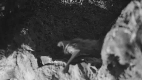 Nightvision of Bats Crawling in Cave Stock Footage 246085974