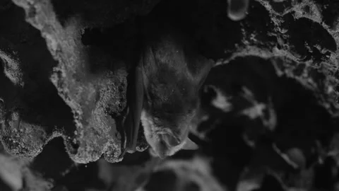 Nightvision of Bats Crawling in Cave Stock Footage 246085993