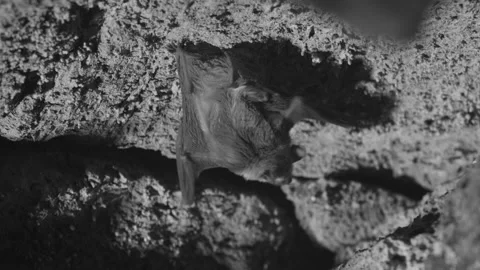 Nightvision of Bats Crawling in Cave Stock Footage 246086005