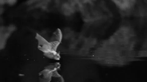 Nightvision of Bats Flying in Cave Stock Footage 246085287