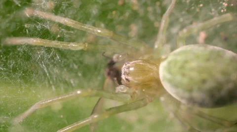 Nigma Walckenaeri spider eating fly Stock Footage 38023264