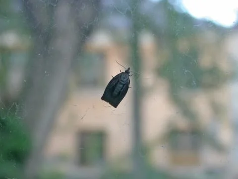 Nigth moth on the window Stock Photos