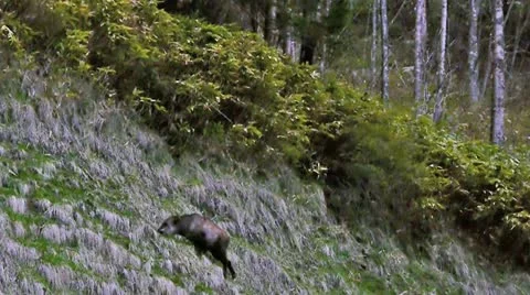 Nihonkamoshika1 動画素材 11190968