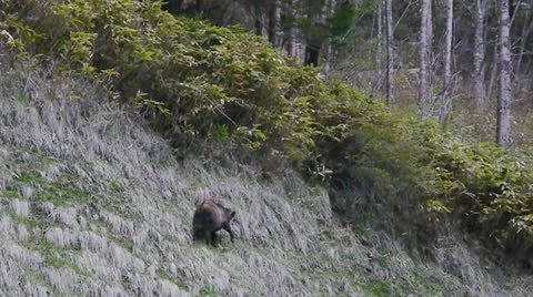 Nihonnkamoshika2 Stock Footage 11190549