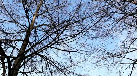 Niked trees Stock Footage 8846004